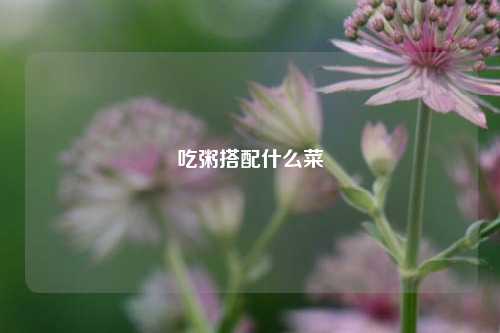 吃粥搭配什么菜